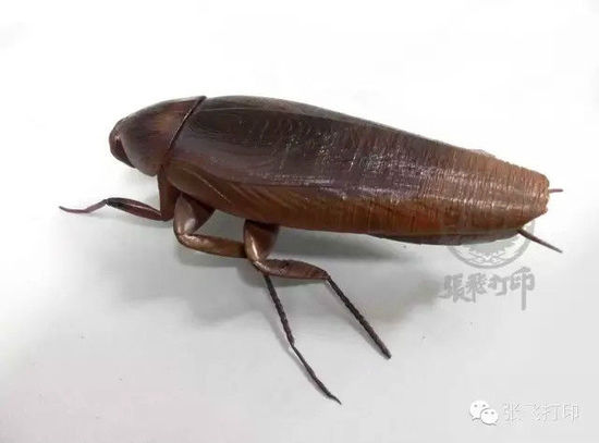 3D打印蟑螂小強(qiáng)誕生記(超精細(xì)) 妹紙膽小也可入
3D打印蟑螂,3D打印小強(qiáng),3D打印技術(shù),3D打印服務(wù),3D打印平臺,e鍵打印