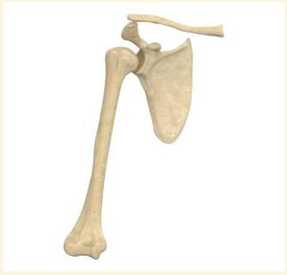 肩關(guān)節(jié)金屬植入物3